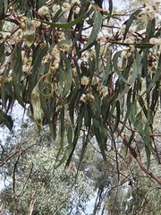 Eucalyptus goniocalyx goniocalyx