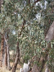 Eucalyptus goniocalyx goniocalyx
