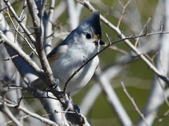 Baeolophus bicolor × atricristatus