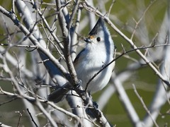 Baeolophus bicolor × atricristatus