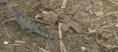 Calotes versicolor