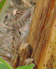 Calotes versicolor