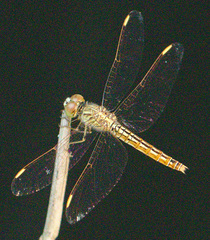 Brachythemis contaminata