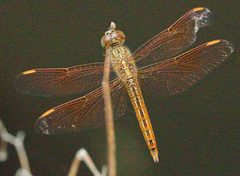 Brachythemis contaminata