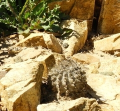 Eriosyce crispa carrizalensis