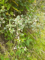 Alternanthera porrigens