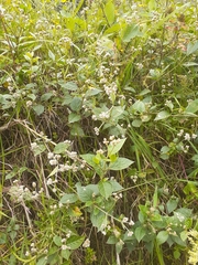 Alternanthera porrigens