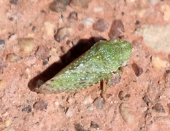 Xerophloea foveolata