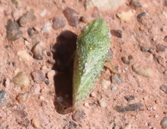 Xerophloea foveolata