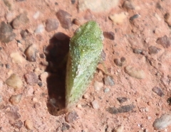 Xerophloea foveolata