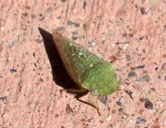 Xerophloea foveolata
