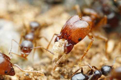 Thick-horned Big-headed Ant