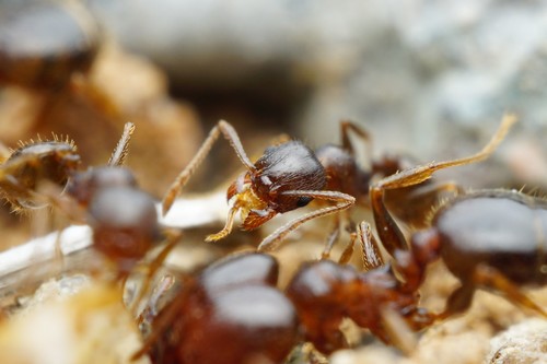 Pheidole tetra