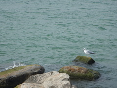 Larus delawarensis