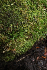 Colobanthus apetalus