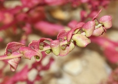 Aphanisma blitoides