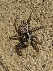 Menemerus semilimbatus