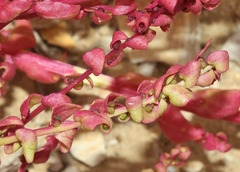 Aphanisma blitoides