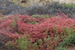 Aphanisma blitoides
