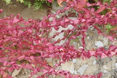 Aphanisma blitoides