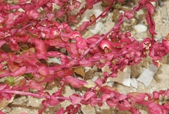 Aphanisma blitoides