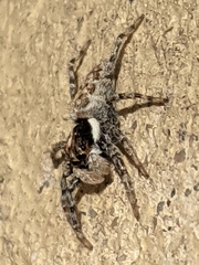 Menemerus semilimbatus