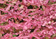 Aphanisma blitoides