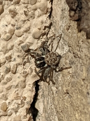 Menemerus semilimbatus