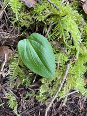 Calypso bulbosa