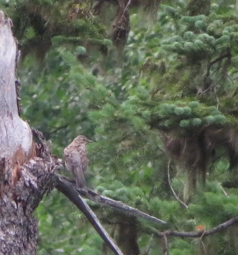 American Robin photographed in Montana