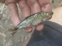 Oligosarcus jenynsii