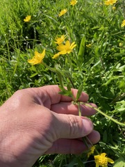 Ranunculus canus