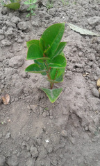 Psidium cattleyanum