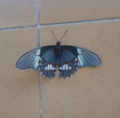 Heraclides anchisiades