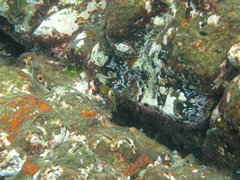 Chrysiptera biocellata