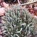 Cladonia squamosa - Photo (c) kha,  זכויות יוצרים חלקיות (CC BY-NC), uploaded by kha