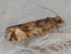 Zeiraphera canadensis