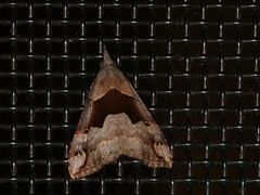 Hypena gonospilalis