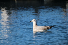 Larus argentatus