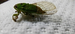 Carineta spoliata