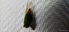 Carineta spoliata
