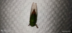 Carineta spoliata
