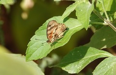 Junonia sophia