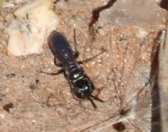 Miscophini