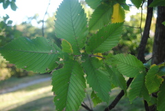 Ulmus americana