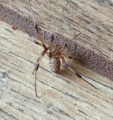 Latrodectus geometricus