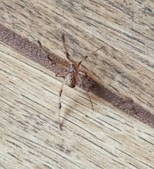 Latrodectus geometricus