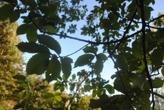 Ulmus americana