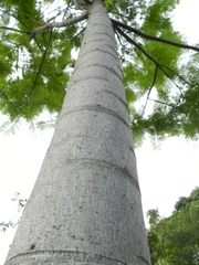 Schizolobium parahyba