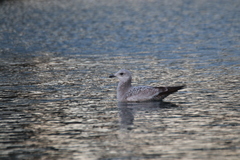 Larus argentatus